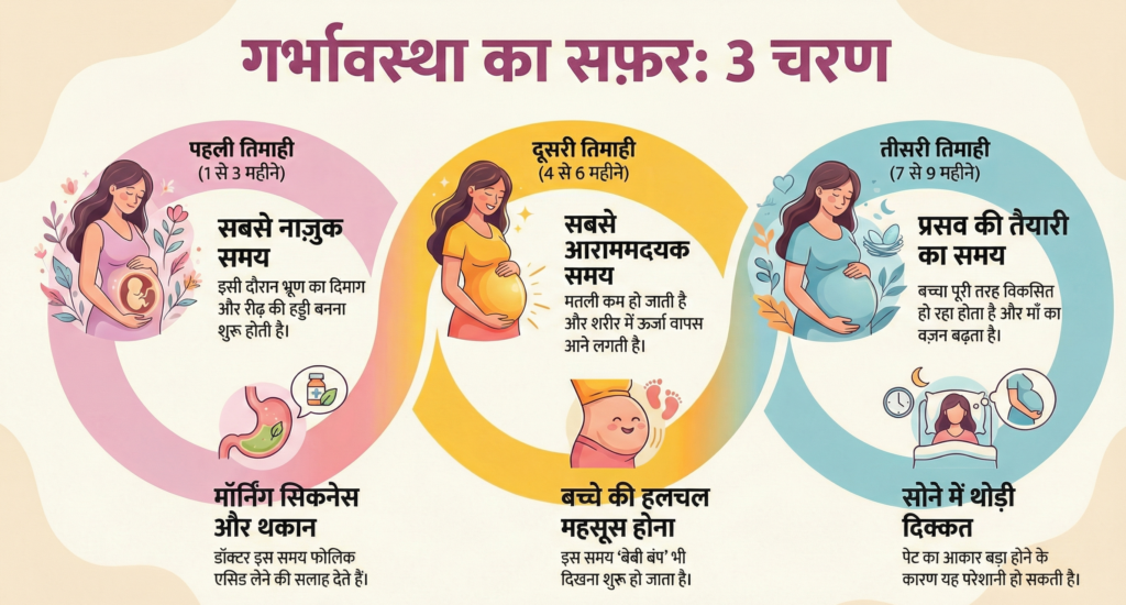 गर्भावस्था के तीन चरण
